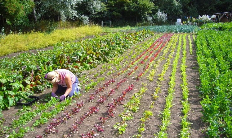 Farnham Community Farm